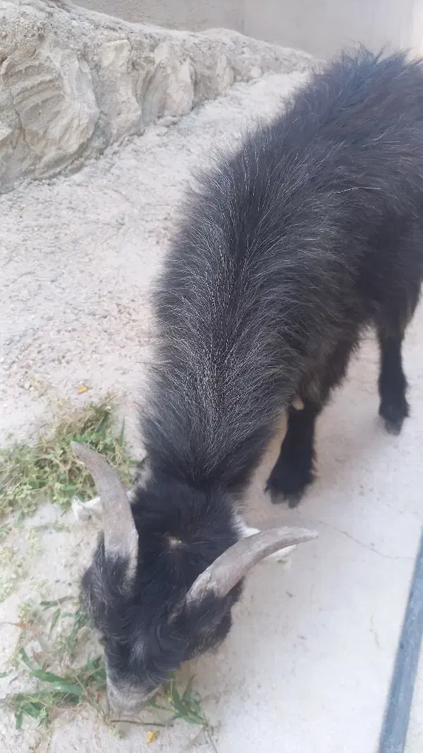 کهره نر|حیوانات مزرعه|گله دار, |دیوار