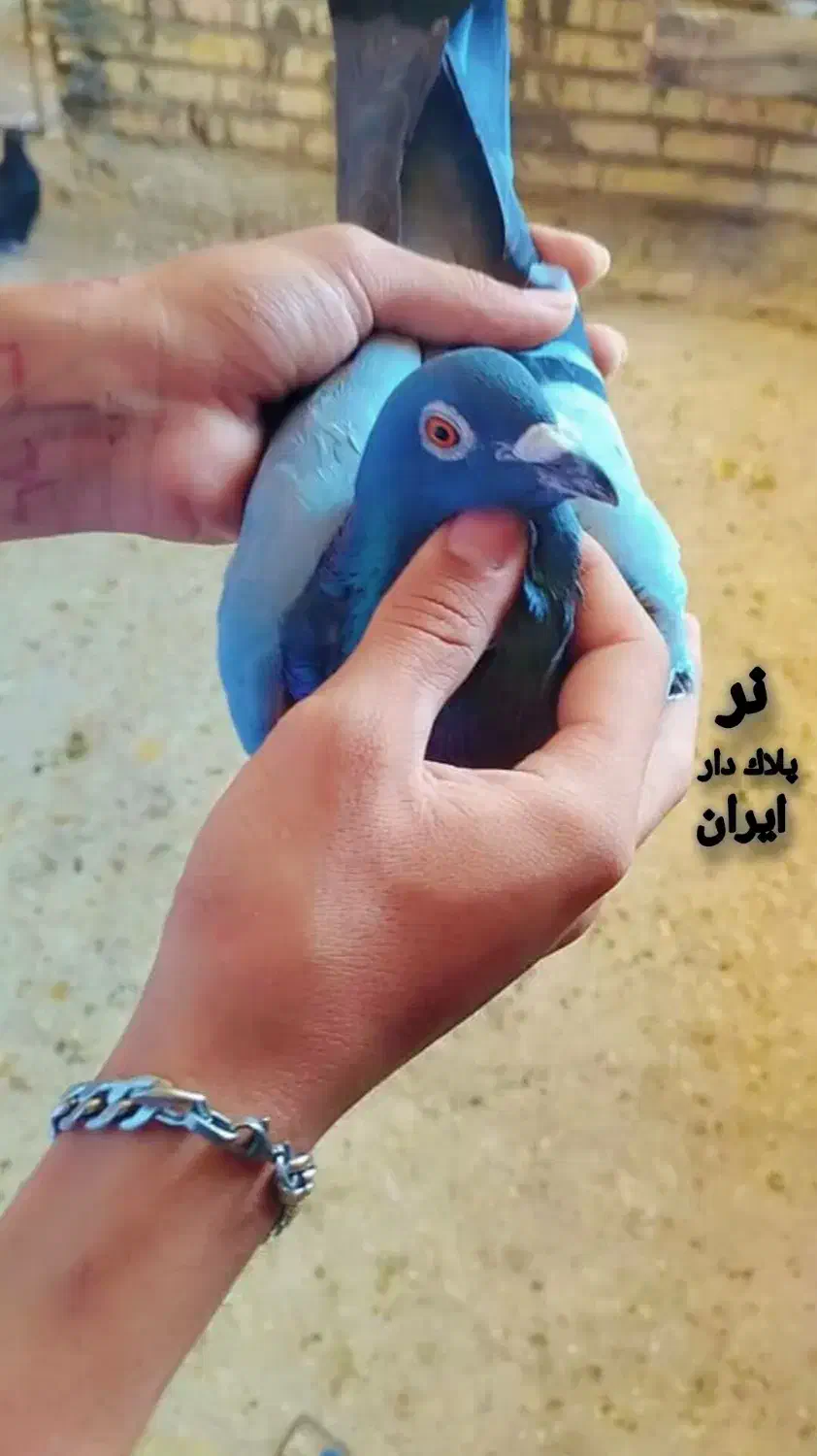 کبوتر پلاکی|پرنده|شادگان, |دیوار