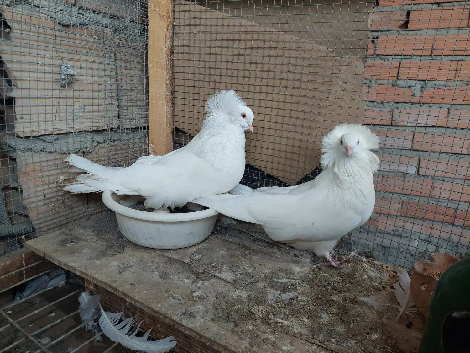 دو جفت کبوتر عروس|پرنده|ارطه, |دیوار