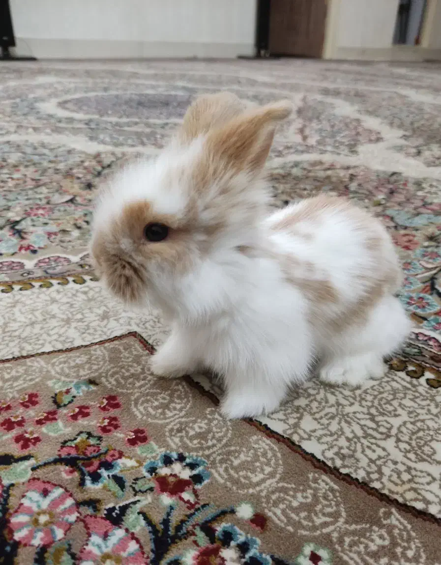 بچه خرگوش مینی لوپ لپ مینیاتوری اموزش دیده|موش و خرگوش|مشهد, هفده شهریور|دیوار