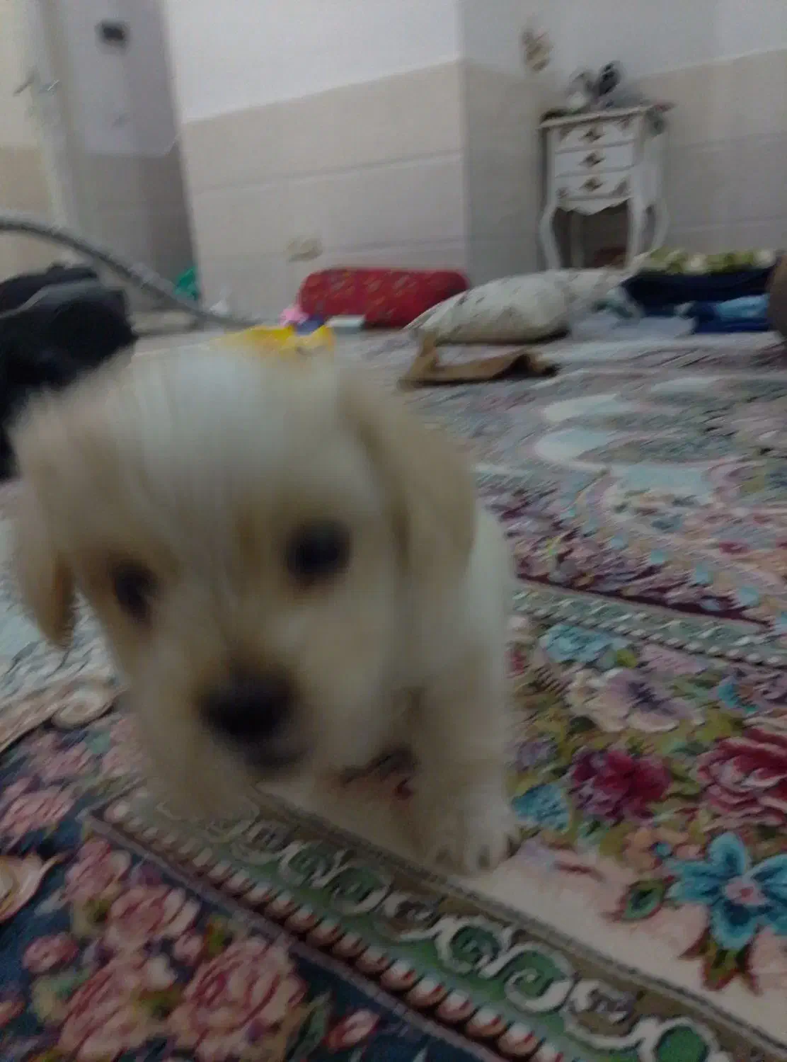 سگ مالتیز|سگ|قم, شهرک فاطمیه|دیوار