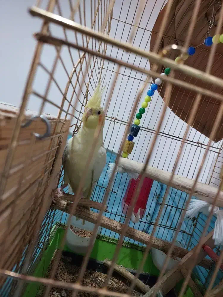 یک جفت عروس طوطی هلندی مولد|پرنده|شوشتر, |دیوار