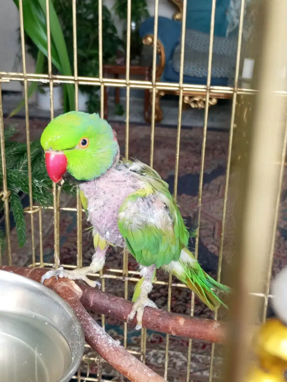 طوطی ملنگو|پرنده|خمینی‌شهر, |دیوار