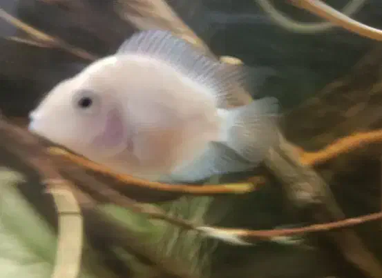 فروش و معاوضه تعدادی ماهی|ماهی|کرمانشاه, |دیوار