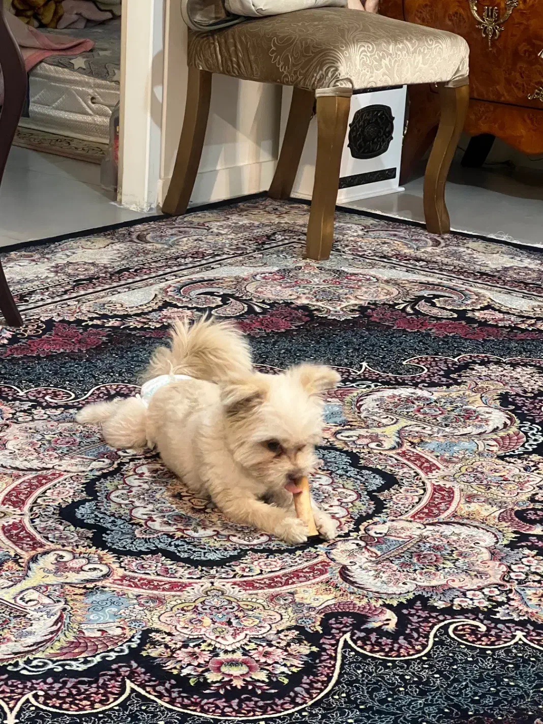 پامر ماده یکساله|سگ|تهران, پرستار|دیوار