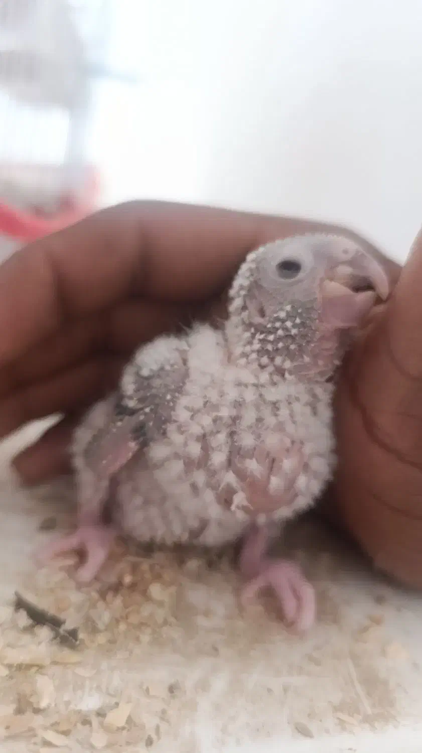 گرینجیک|پرنده|کرباسک, |دیوار