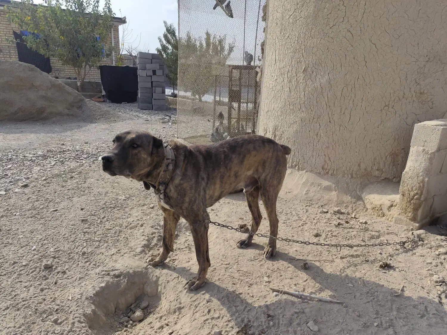 سگ نگهبان با نژاد دار|سگ|گلبهار, نوبهار|دیوار