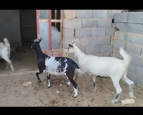 بز دورگ سانن|حیوانات مزرعه|اشکذر, |دیوار