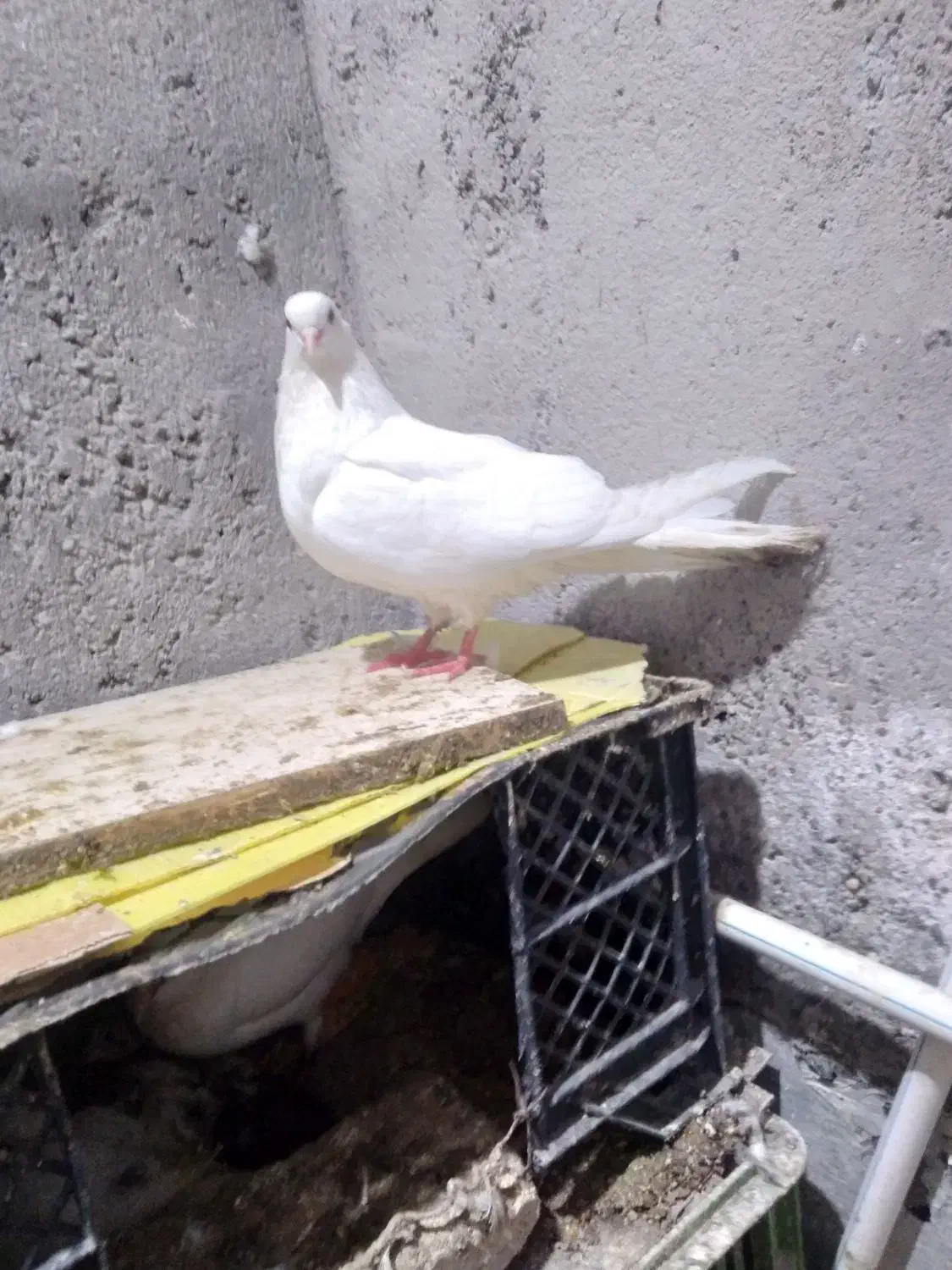 چند عددکبوتر کرفته شده|پرنده|پارس‌آباد, |دیوار