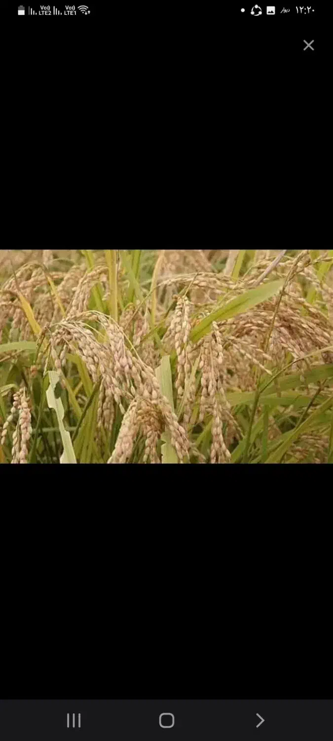 برنج ایرانی. شیروان چرداول|خوردنی و آشامیدنی|اسلامآباد غرب, |دیوار