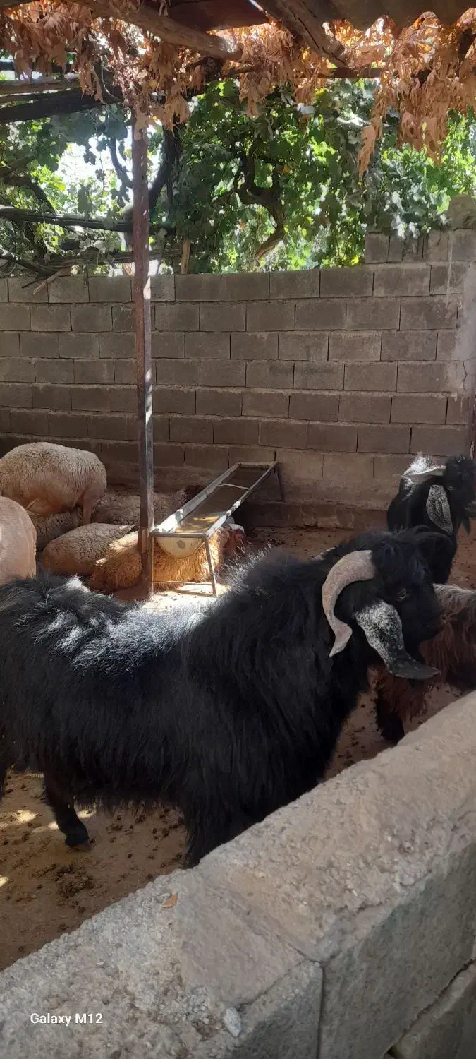 نر بز (بزغاله) یور مناسب نژادگیری|حیوانات مزرعه|دینور, |دیوار