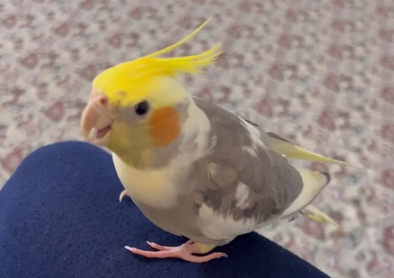 عروسی هلندی گم شده|حیوانات|یزد, |دیوار