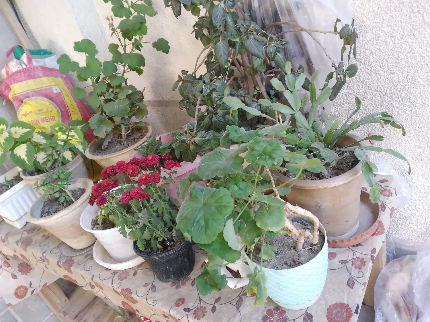 فر ش گل های متنوع|گل و گیاه طبیعی|سلماس, |دیوار