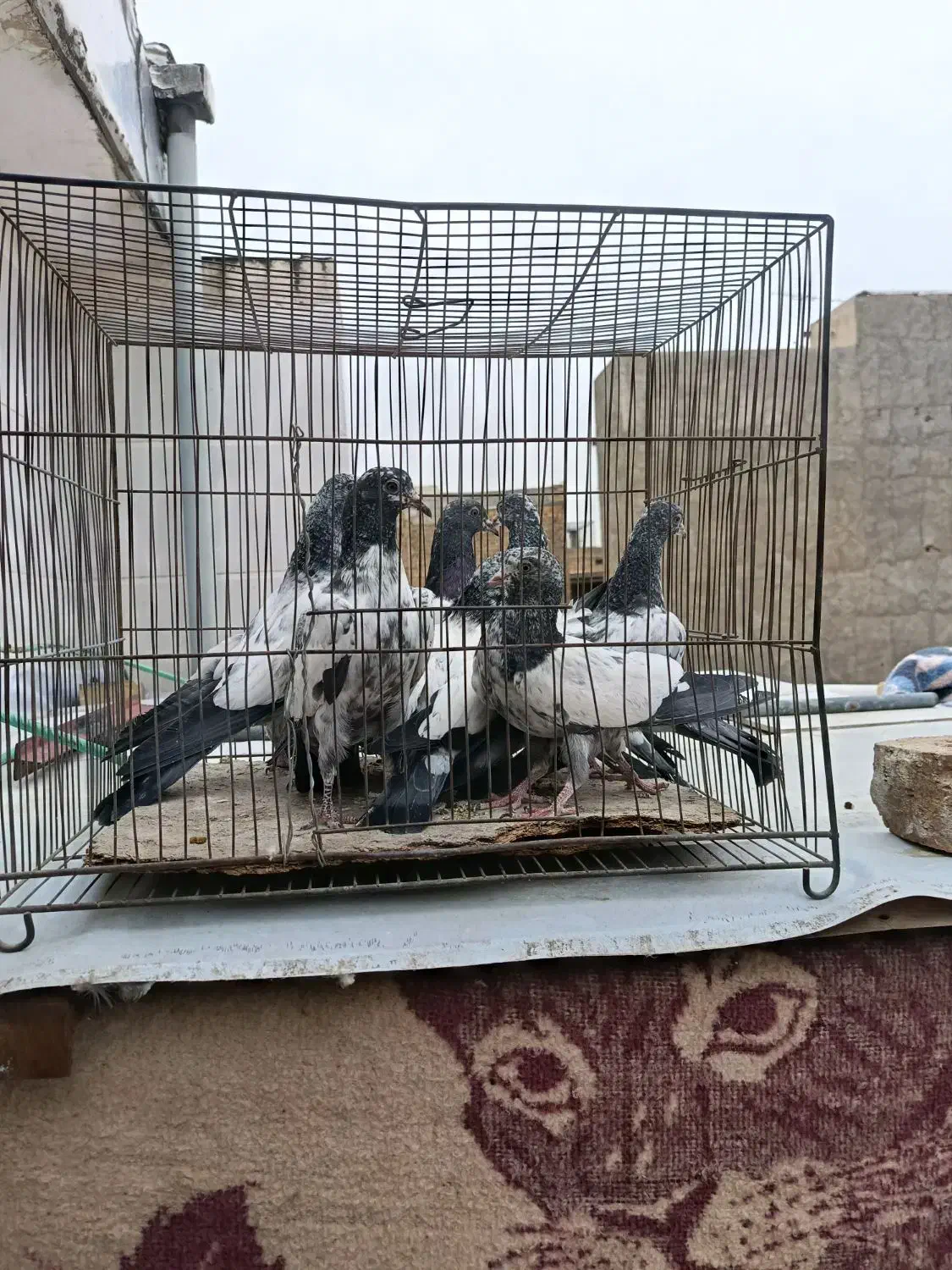 جوجه تیدی پاکستانی|پرنده|قم, ولیعصر|دیوار