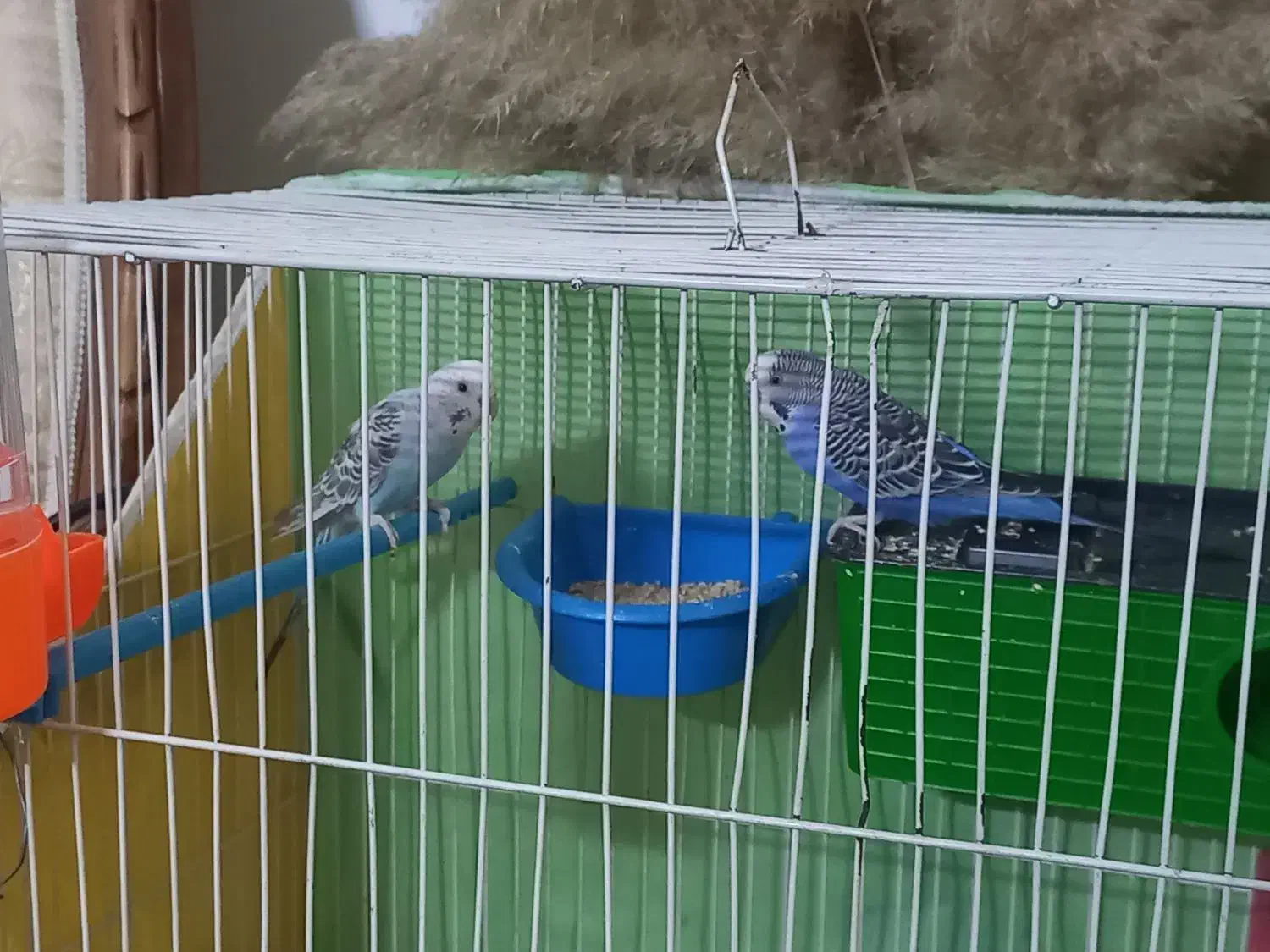 مرغ عشق با تمام وسایل|پرنده|مشهد, کوثر|دیوار