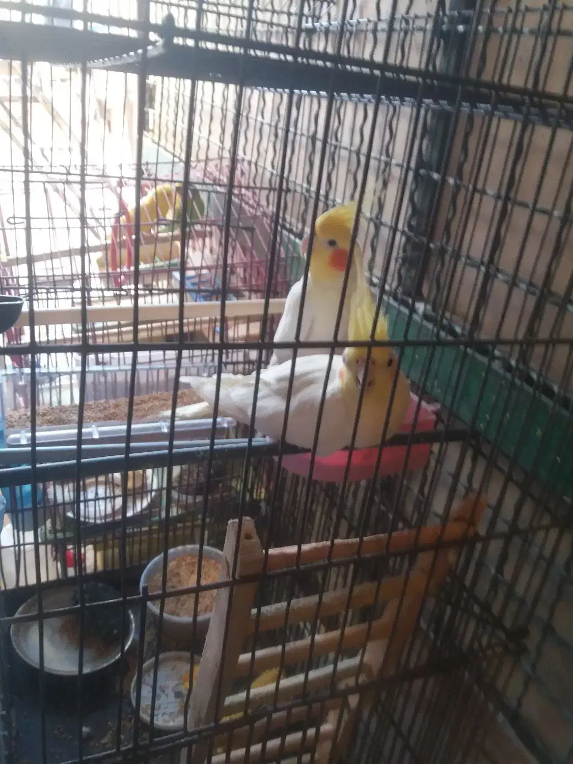 عروس هلندی لوتینو نر وماده|پرنده|تهران, زرکش|دیوار