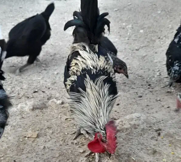 مرغ و خروس محلی|حیوانات مزرعه|آبدان, |دیوار