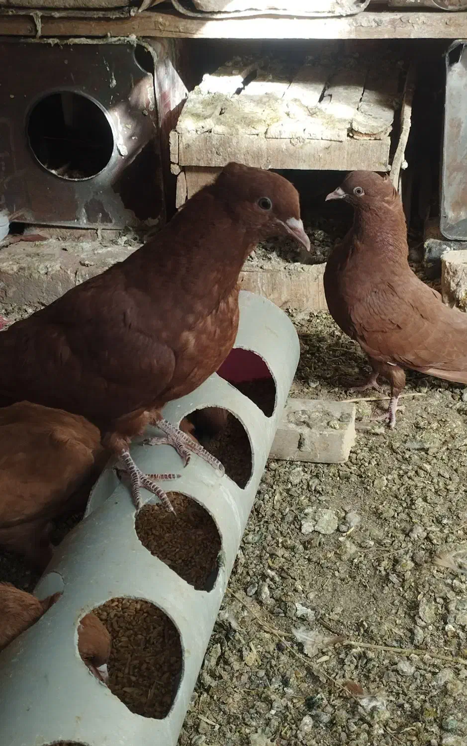 کفتر|پرنده|بجستان, |دیوار