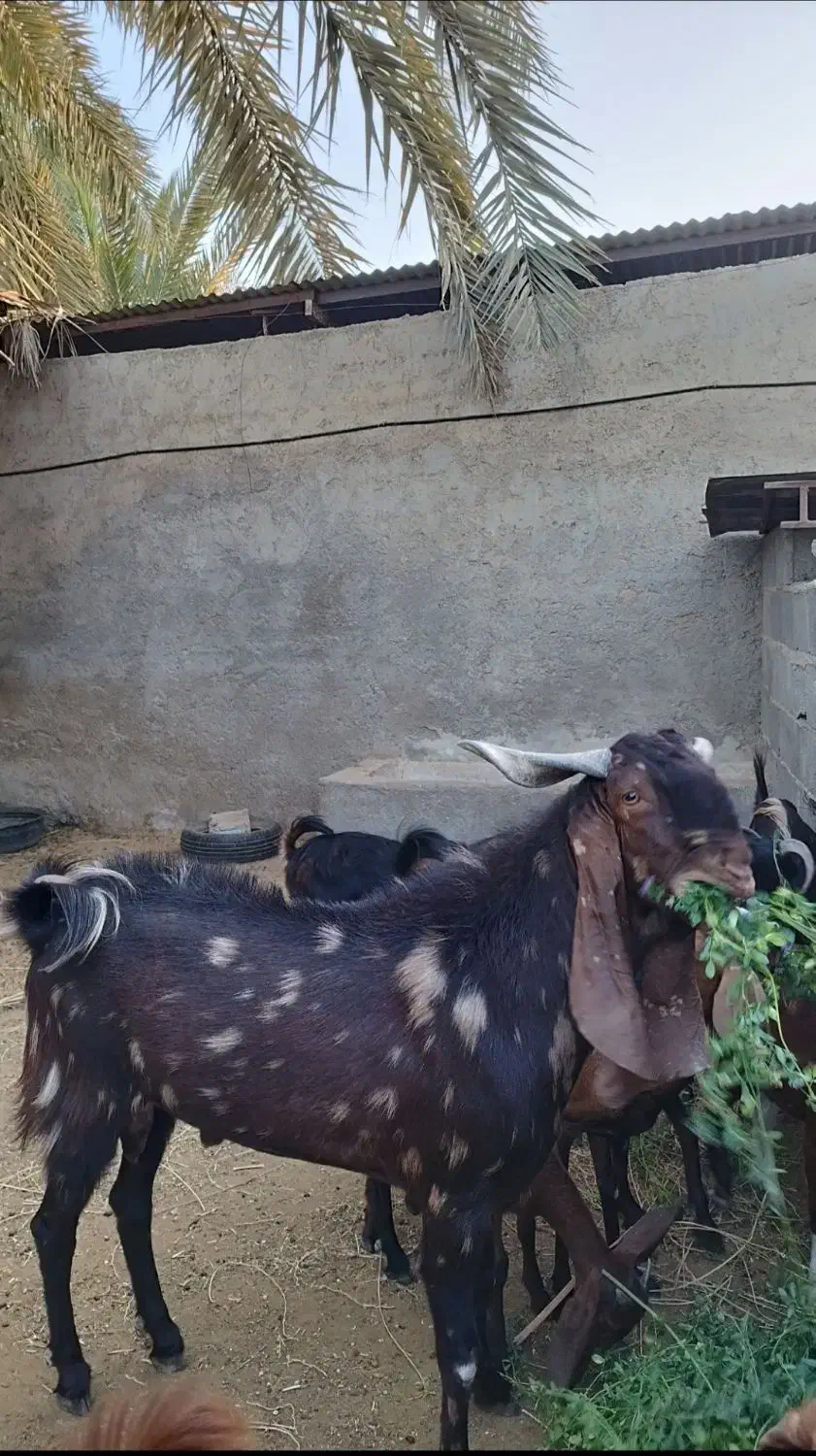 کهره پازن|حیوانات مزرعه|بندر گناوه, |دیوار