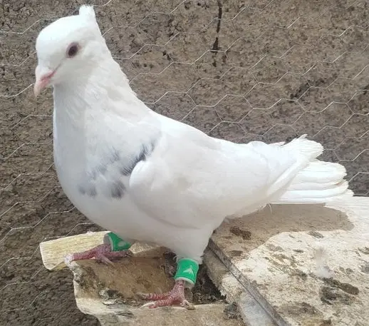 کفتر طوقی|پرنده|مبارکه, |دیوار