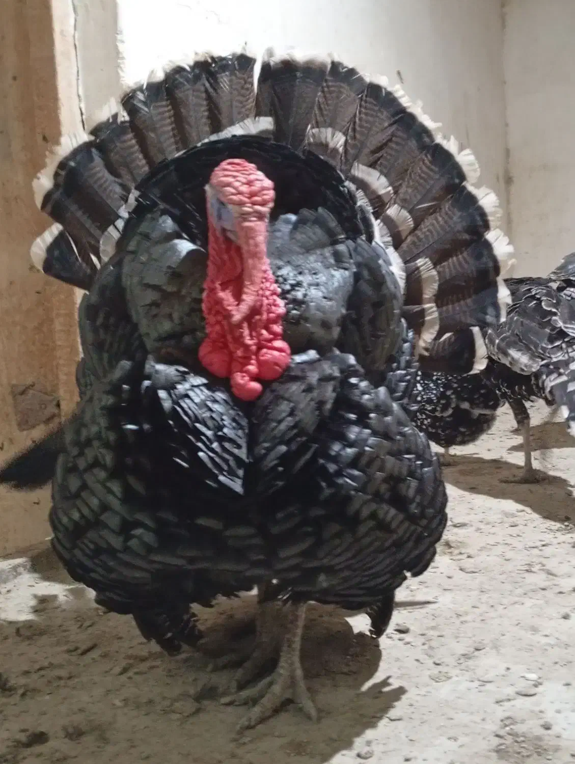 بوقلمون|حیوانات مزرعه|شیروان (خراسان), |دیوار