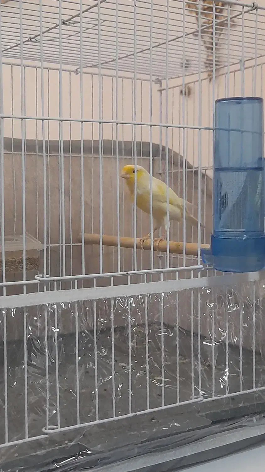 قناری مست آوازخوان|پرنده|تبریز, |دیوار