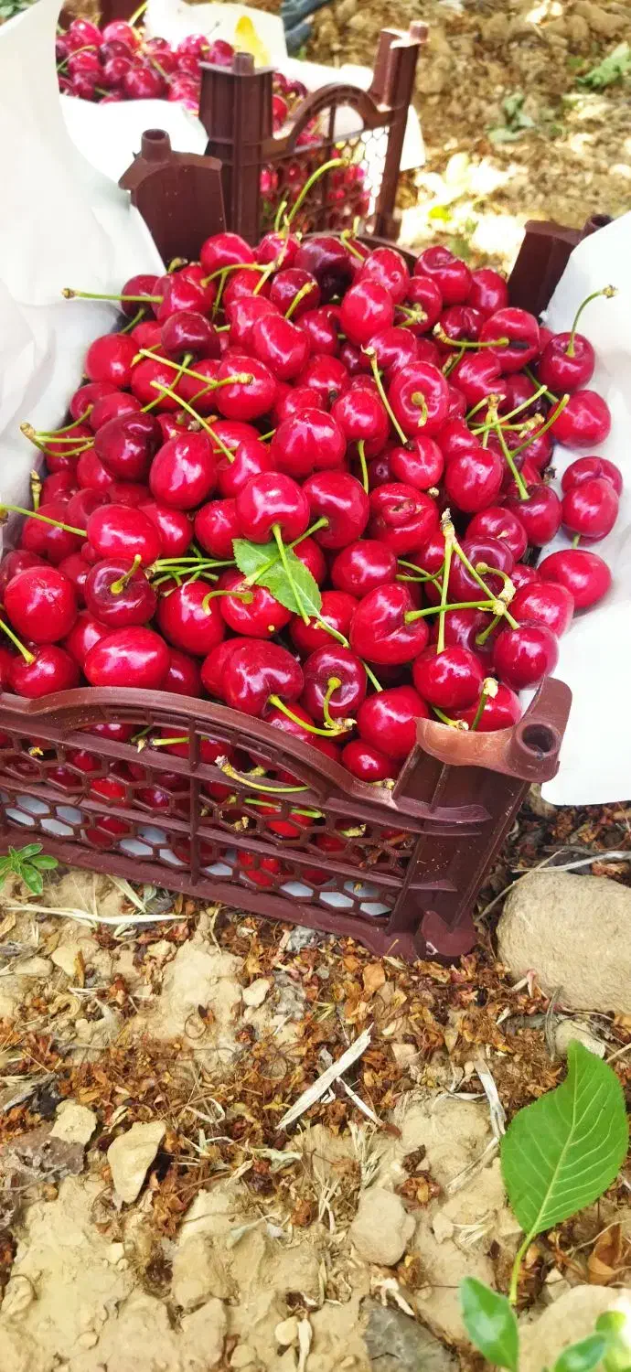 اجاره میوه سر درخت|خدمات باغبانی و درختکاری|باشت, |دیوار