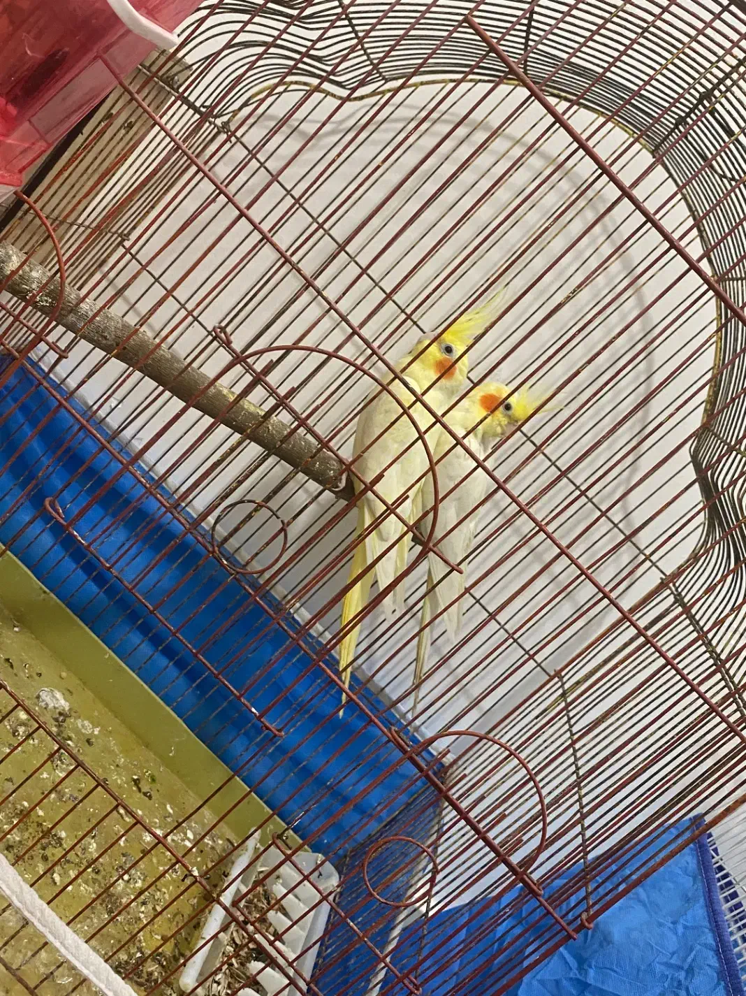 عروس هلندی سخنگو با ۶تا تخم|پرنده|بندرعباس, |دیوار