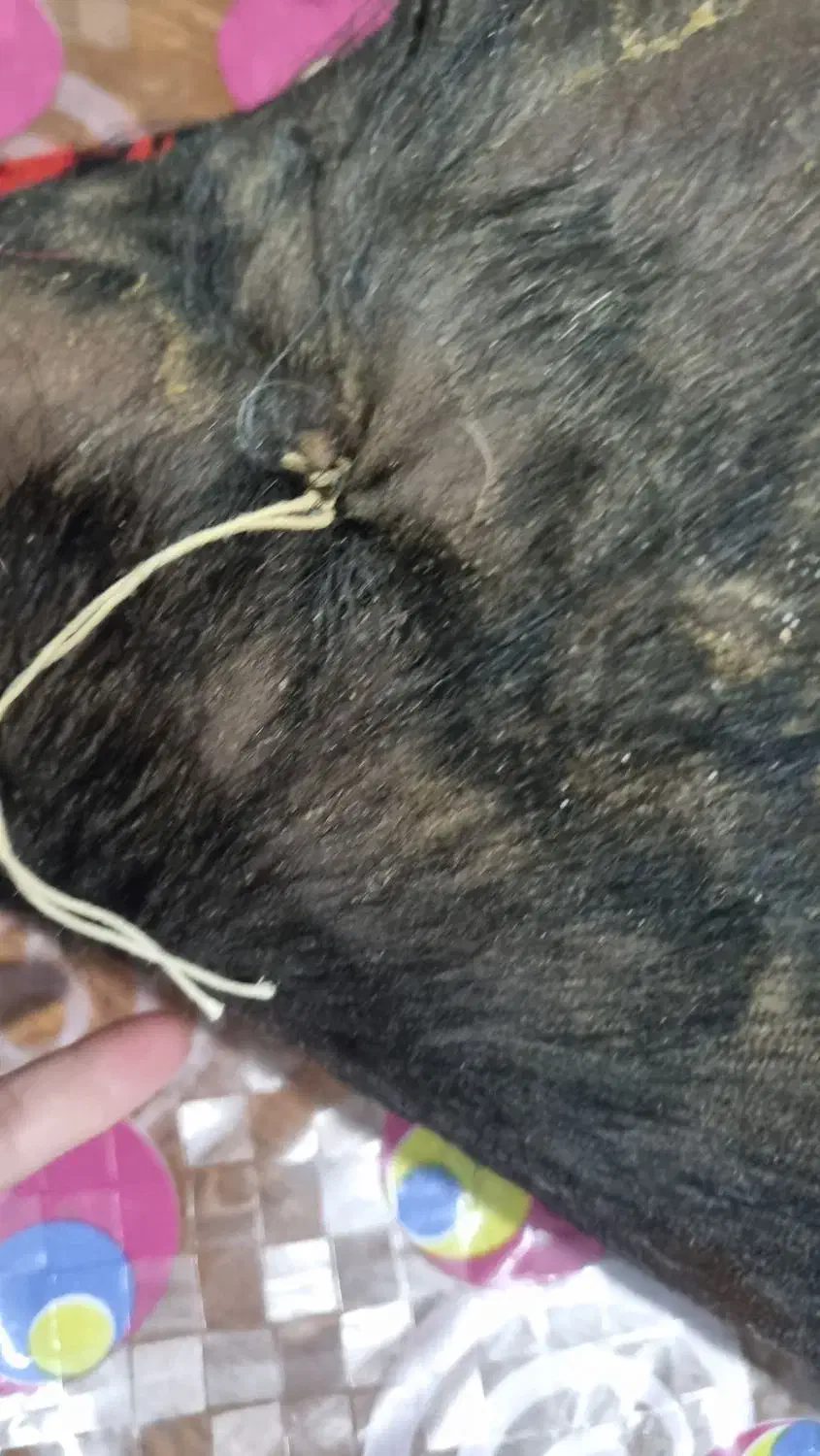 فروش هیزه جاروغن حیوانی|ظروف نگهدارنده، پلاستیکی، یکبارمصرف|اندیمشک, |دیوار