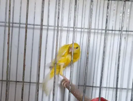 قناری خانگی یسر|پرنده|شیراز, گل سرخ|دیوار