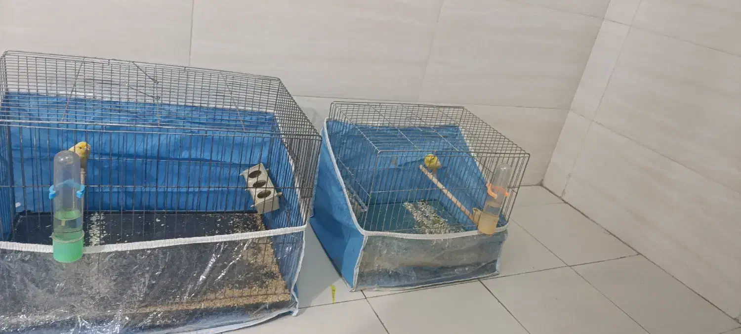 قناری دو عدد نر مست عالی|پرنده|شیراز, سلطان آباد|دیوار