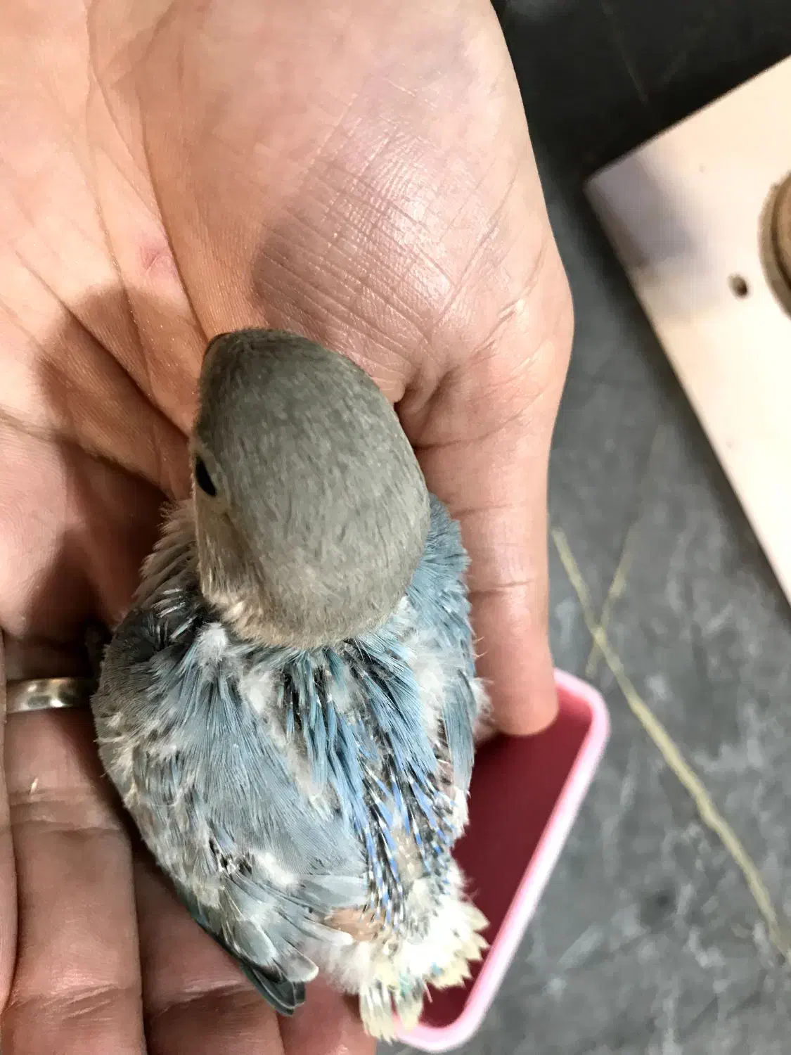 جوجه طوطی کوتوله سرلاکی نژاد اوپال|پرنده|رفسنجان, |دیوار