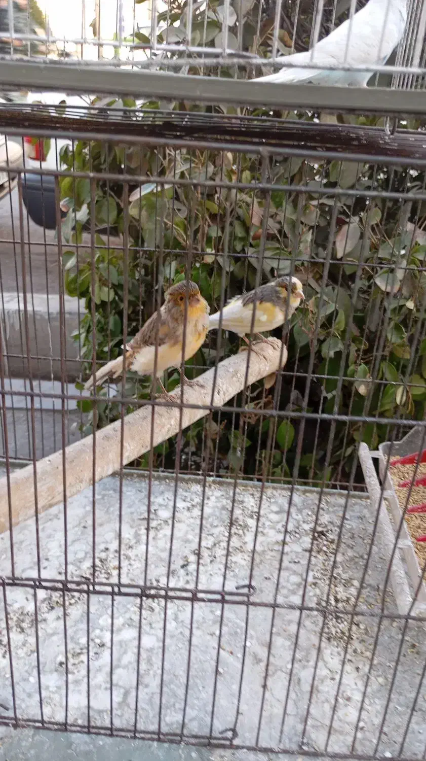 قناری نر و ماده|پرنده|اندیشه, اندیشه فاز ۱|دیوار