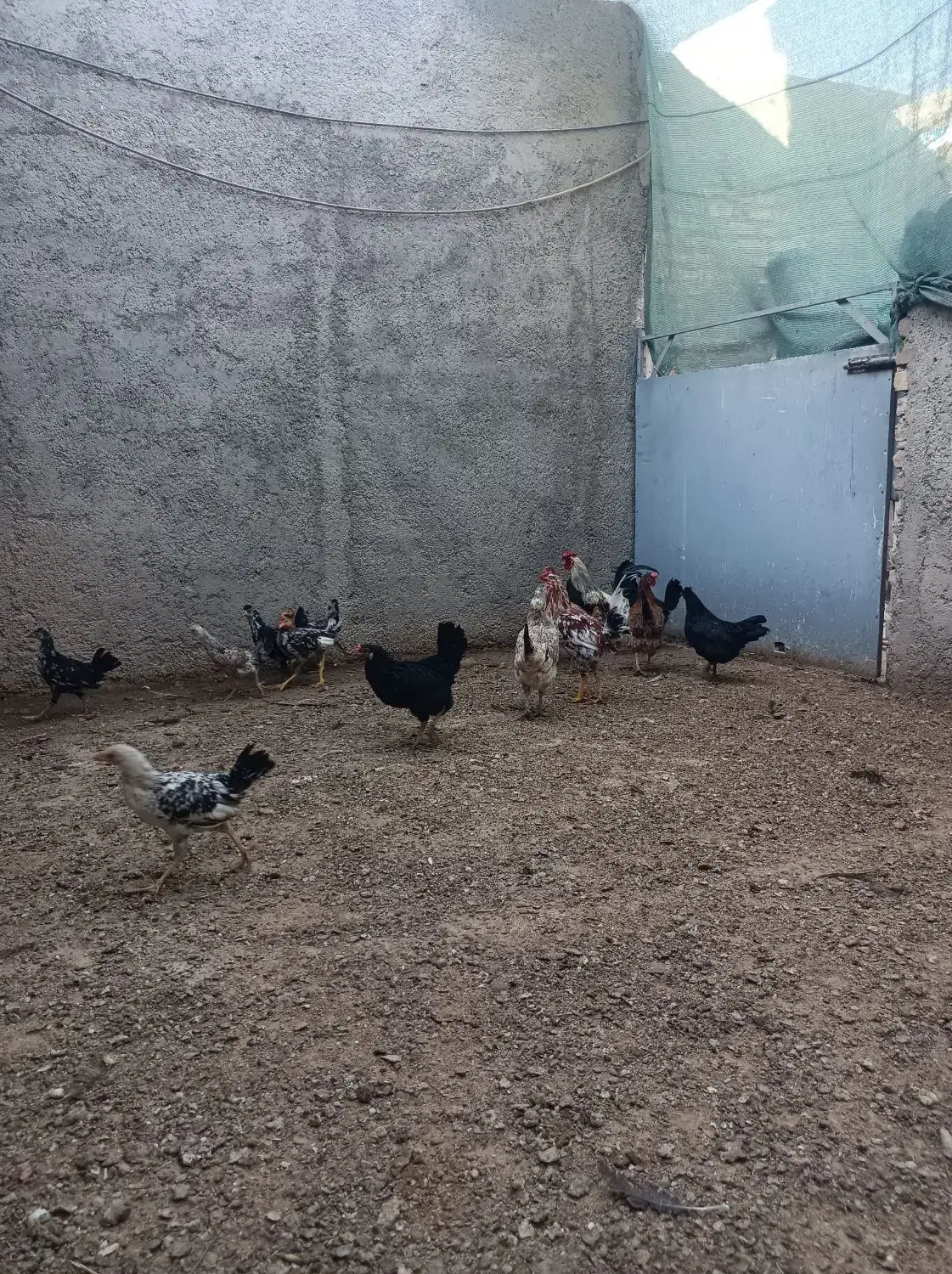 مرغ و و جوجه گلین|حیوانات مزرعه|ورامین, قويينک زهری|دیوار