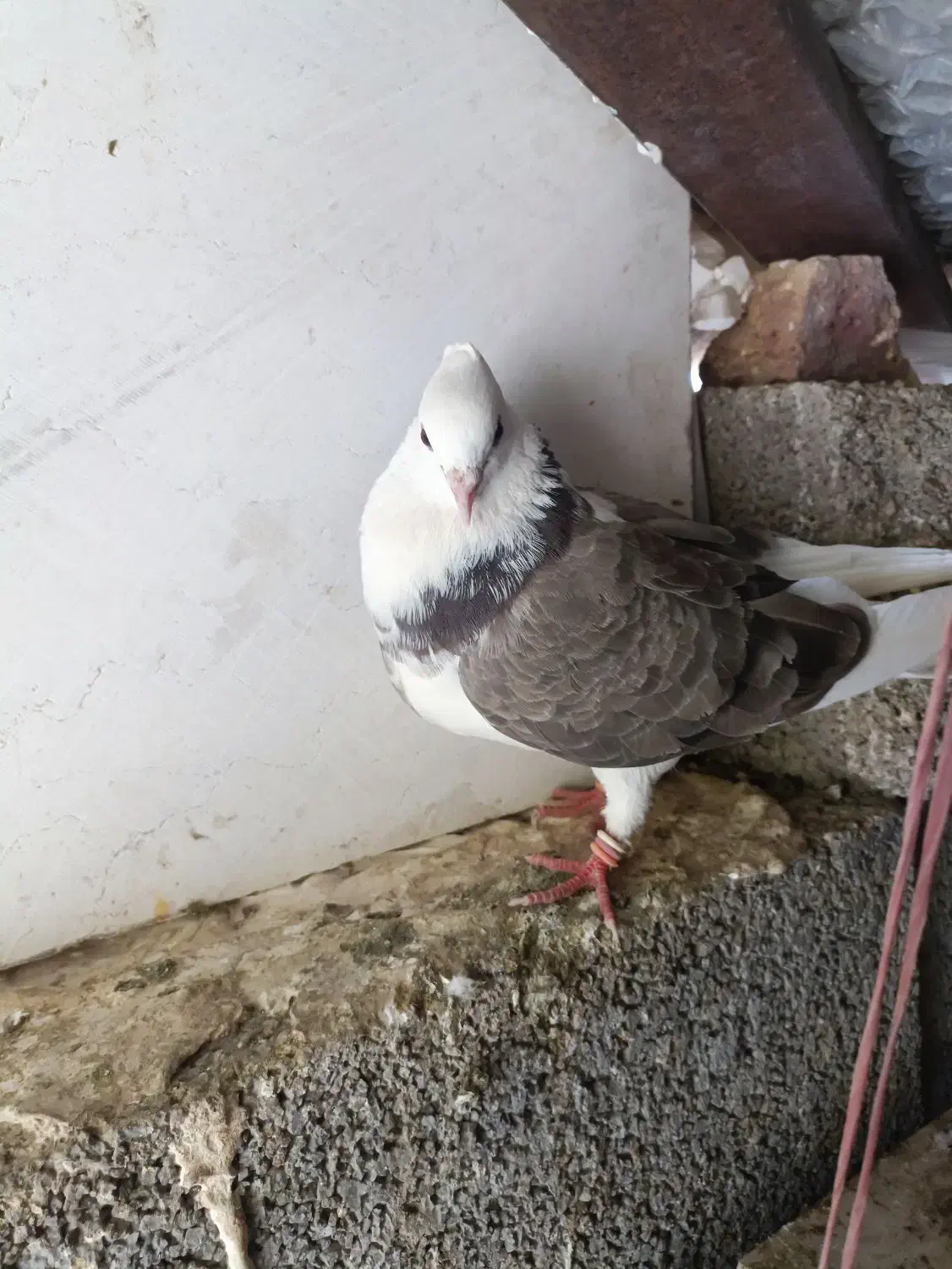 یک کبوتر هما|پرنده|بانه, |دیوار