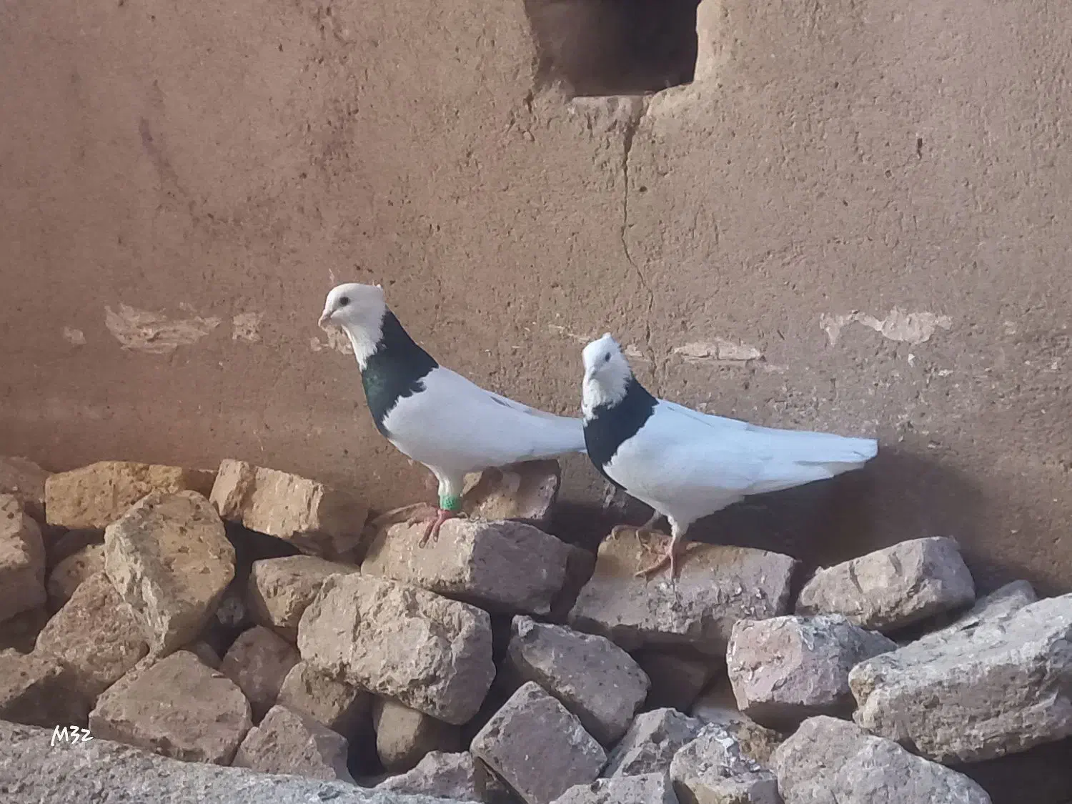 یک جفت کبوتر طوقی سالم|پرنده|شال, |دیوار