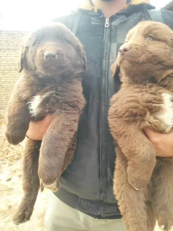 قدرجونی سرخ|سگ|مبارکه, |دیوار