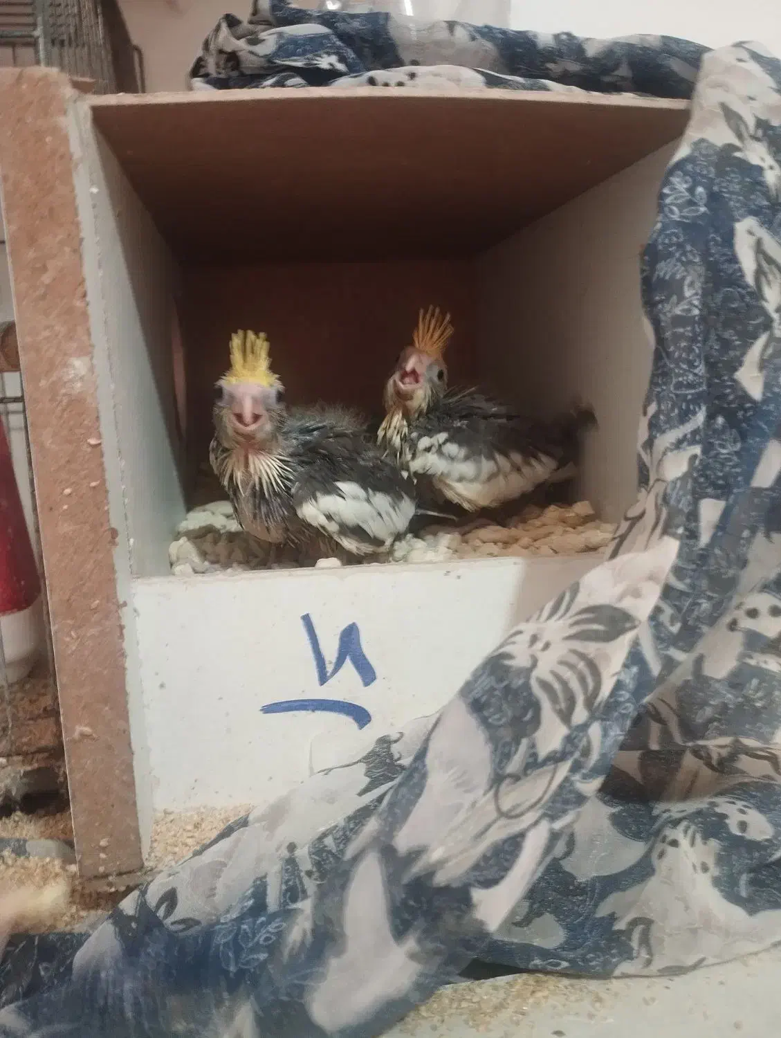 عروس هلندی مولد|پرنده|قم, دانش|دیوار