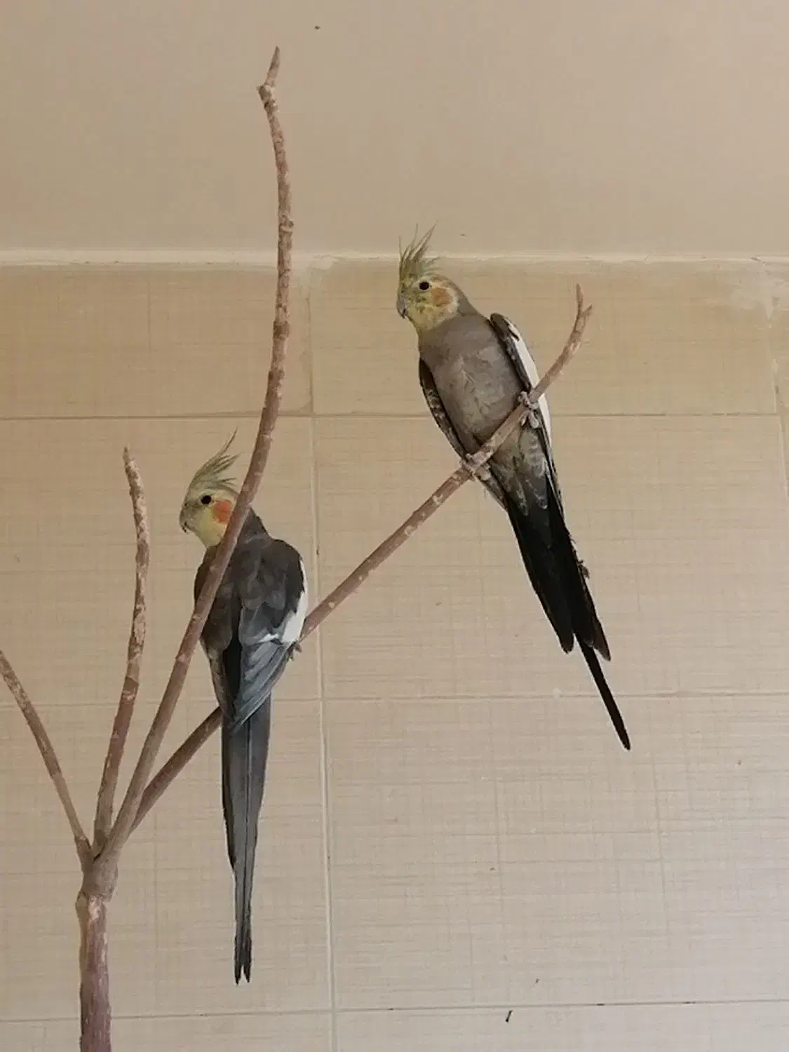 عروس هلندی نروماده تخم گذار|پرنده|آباده, |دیوار