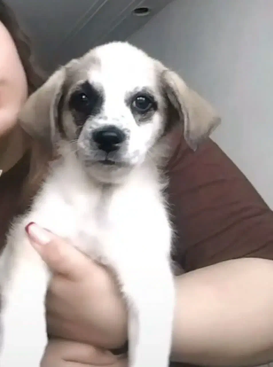 گمشده|حیوانات|نجف‌آباد, امام خمینی|دیوار