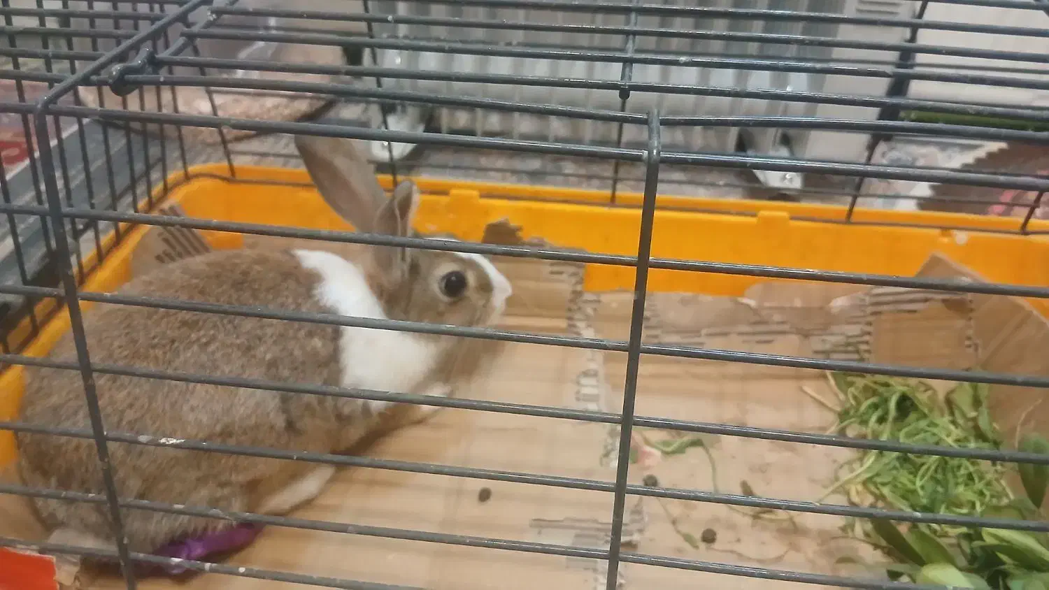 خرگوش|موش و خرگوش|شیراز, انجیره|دیوار