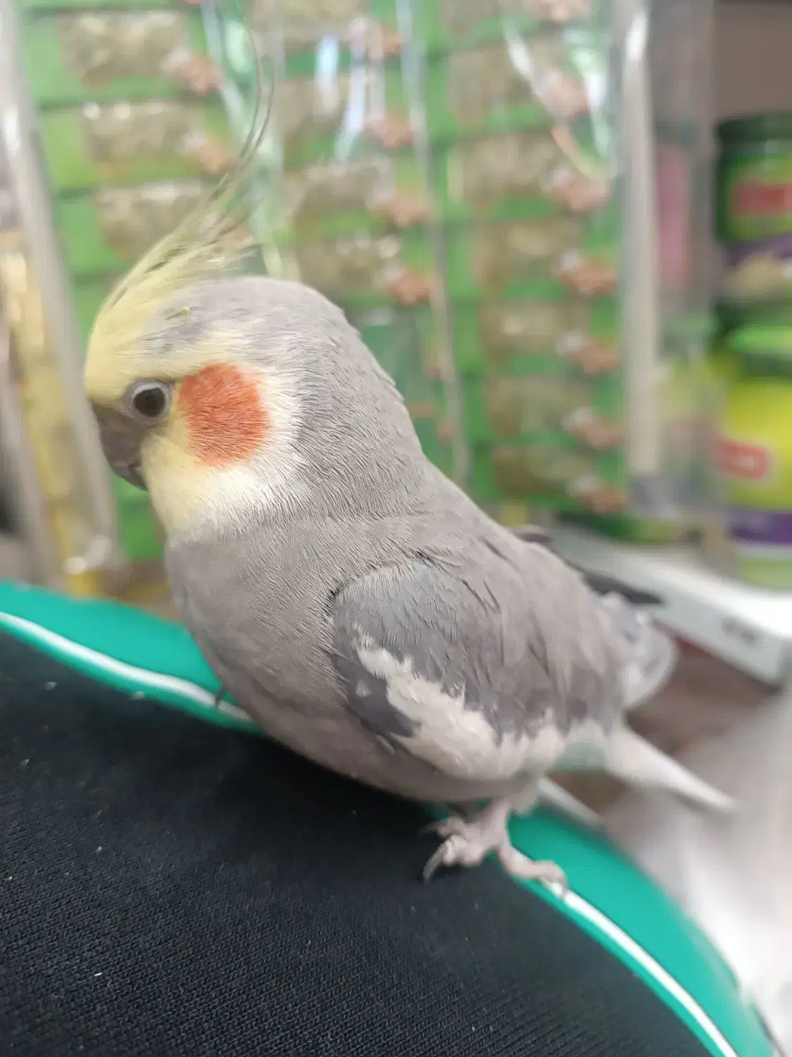 عروس هلندی باهوش جفت|پرنده|کشاورز, |دیوار