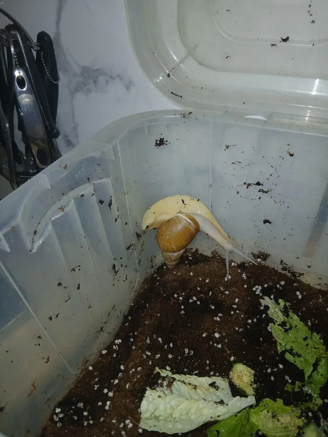 حلزون بالغ ومولد|خزنده|قرچک, صالح آباد|دیوار