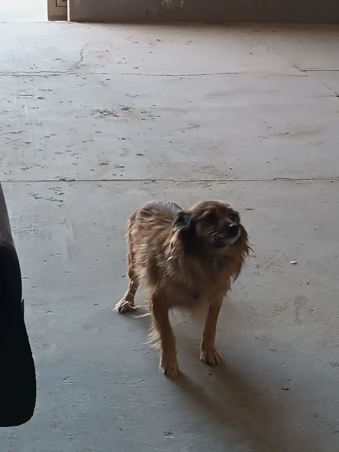 معاوضه با سگ نگهبان|سگ|تهران, بهمن یار|دیوار