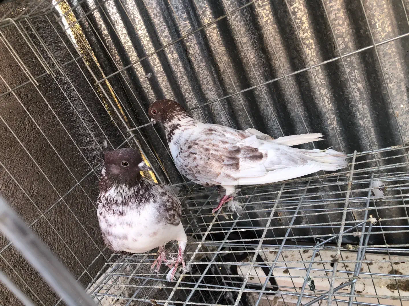 کفتر پرشی|پرنده|قم, نخودی|دیوار