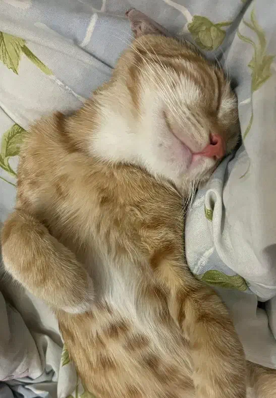 گمشده در محدوده شهید رنجبر|گربه|تبریز, |دیوار