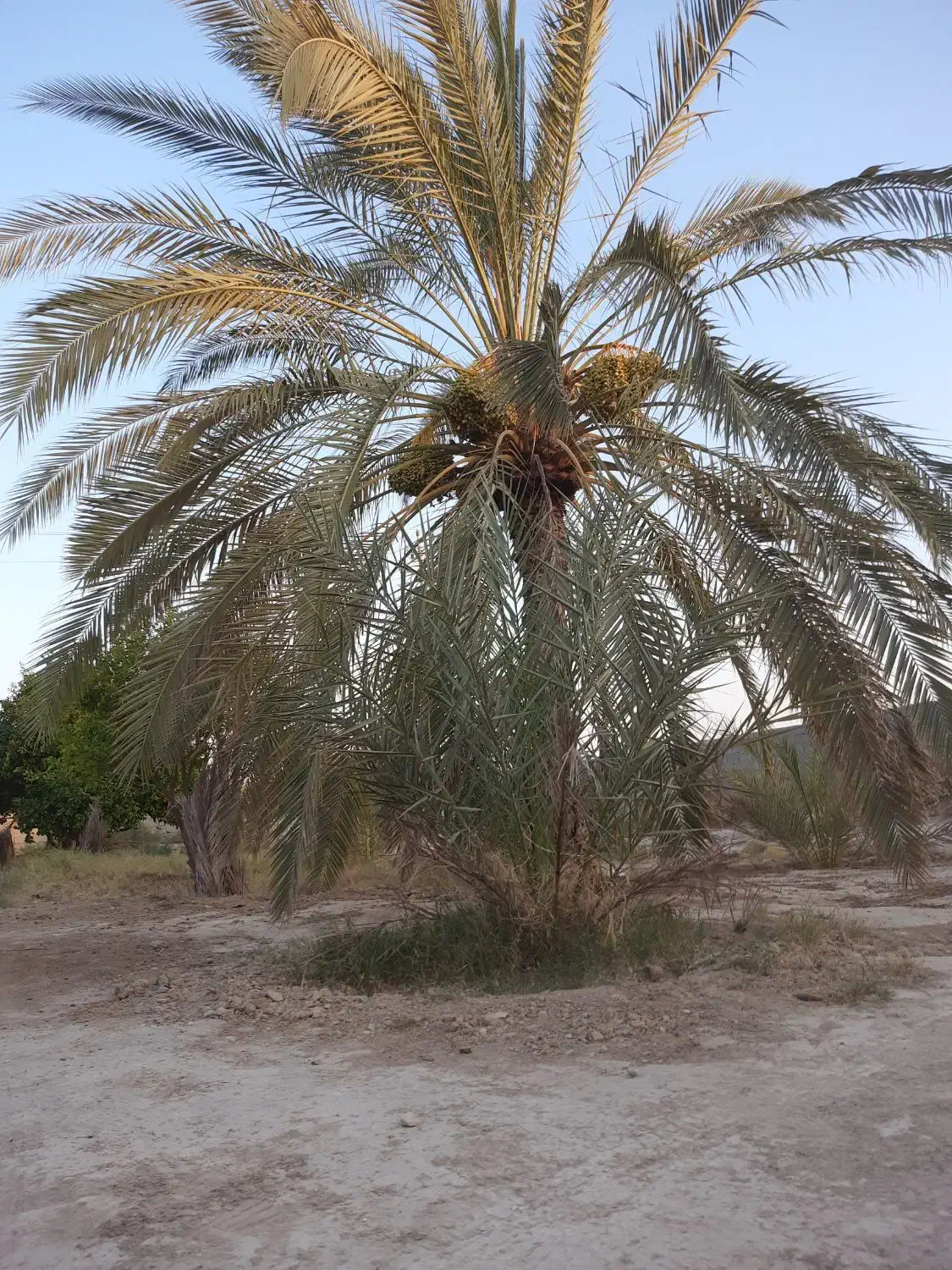 خانه باغ|فروش خانه و ویلا|اهرم, |دیوار