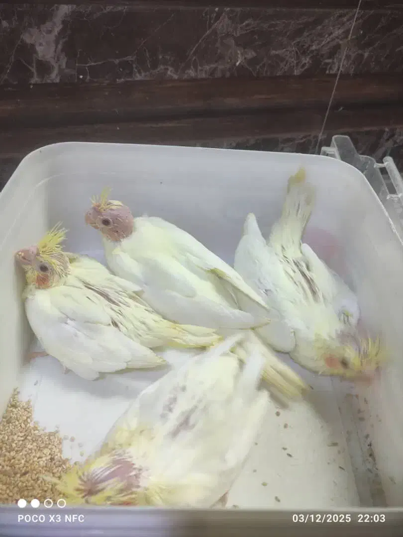 عروس هلندی لوتینو سرلاکی|پرنده|کازرون, |دیوار