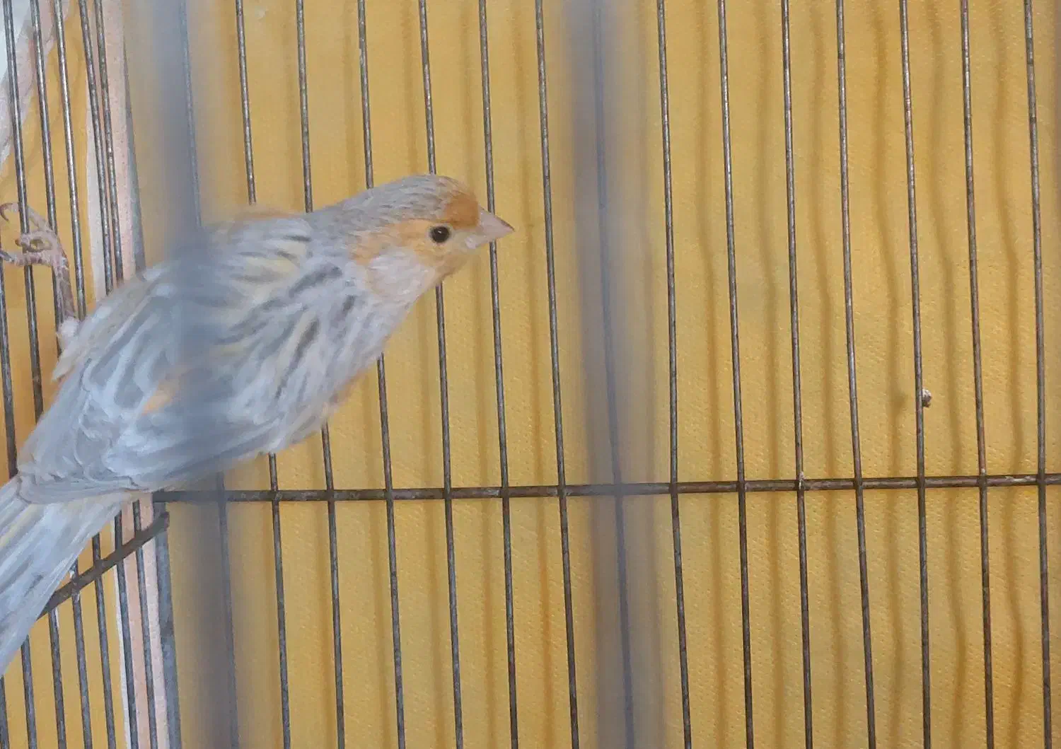 قناری اوپال سیلور|پرنده|قم, پردیسان|دیوار