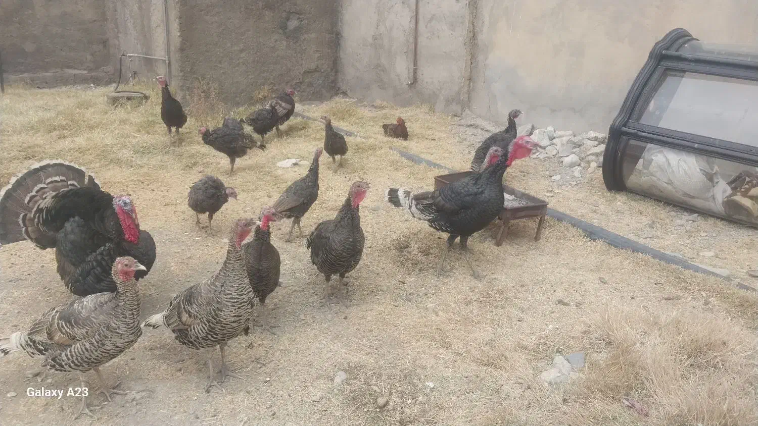 بوقلمو محلی|حیوانات مزرعه|سیلاخور, |دیوار